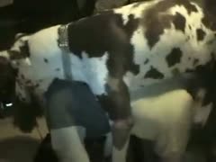 Big dog adores fucking with its female-dominant